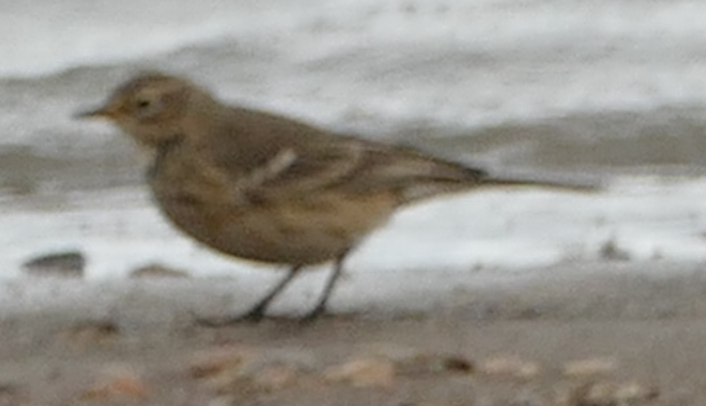 American Pipit - ML642895132