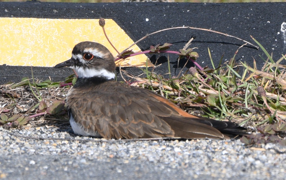 Killdeer - ML642895133
