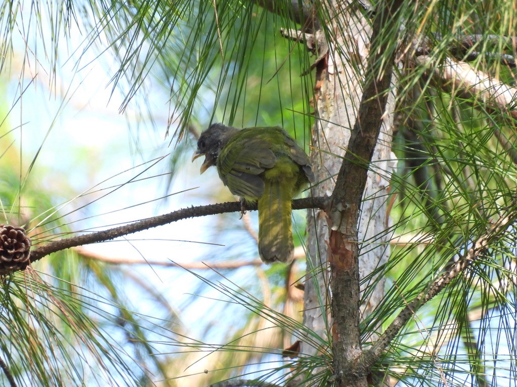 Bulbul à semi-collier - ML642895136