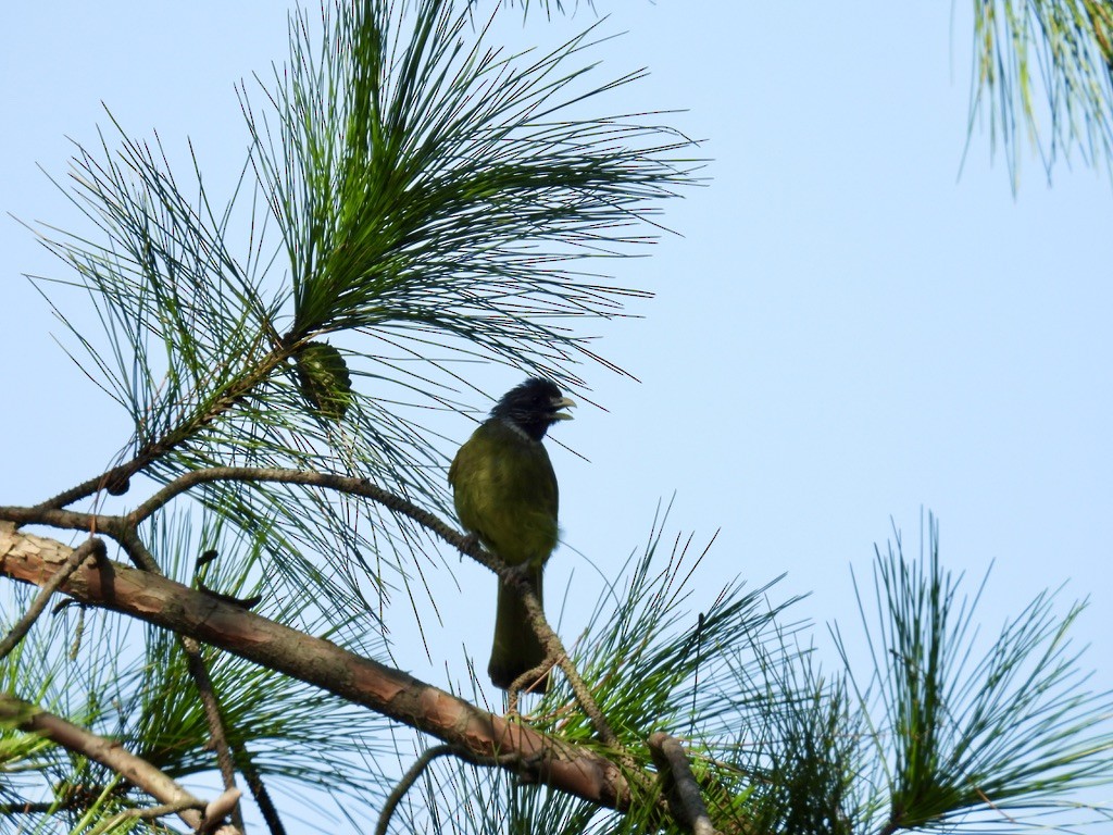 Bulbul à semi-collier - ML642895138