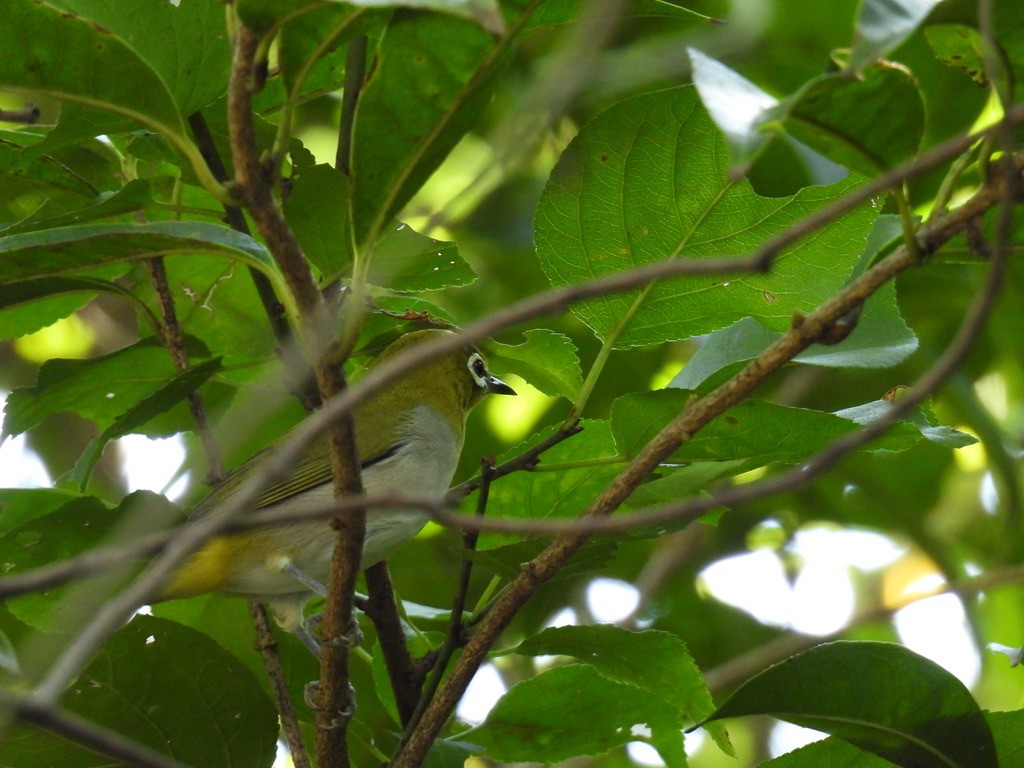 Swinhoe's White-eye - ML642895145