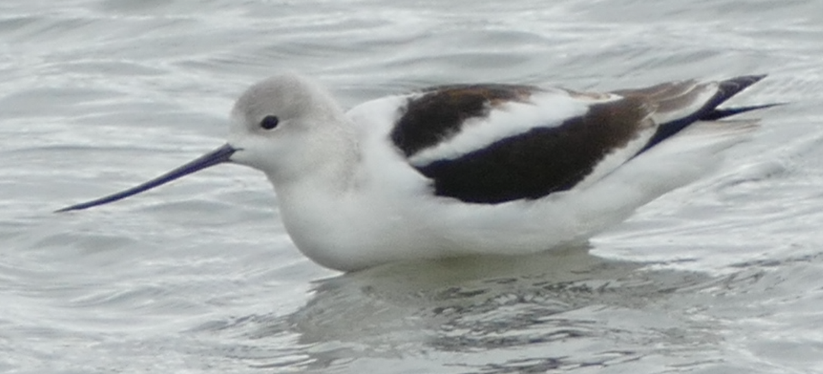 American Avocet - ML642895166