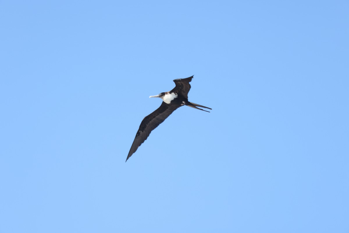 Great Frigatebird - ML642895174