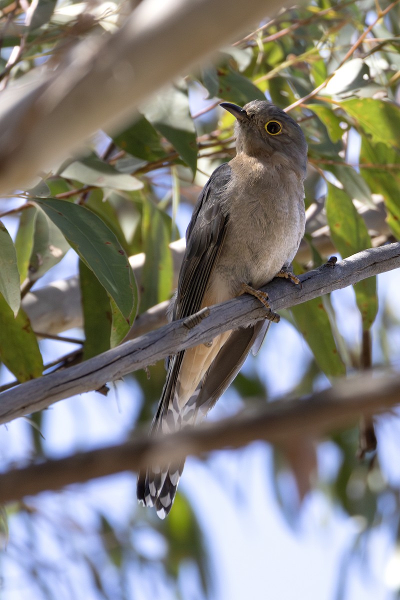 Fan-tailed Cuckoo - ML642895175