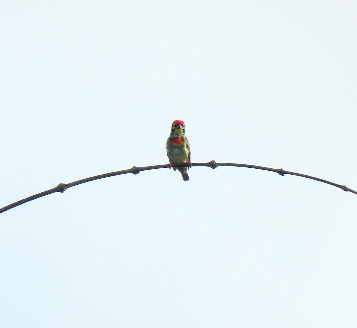 Coppersmith Barbet - ML642895179