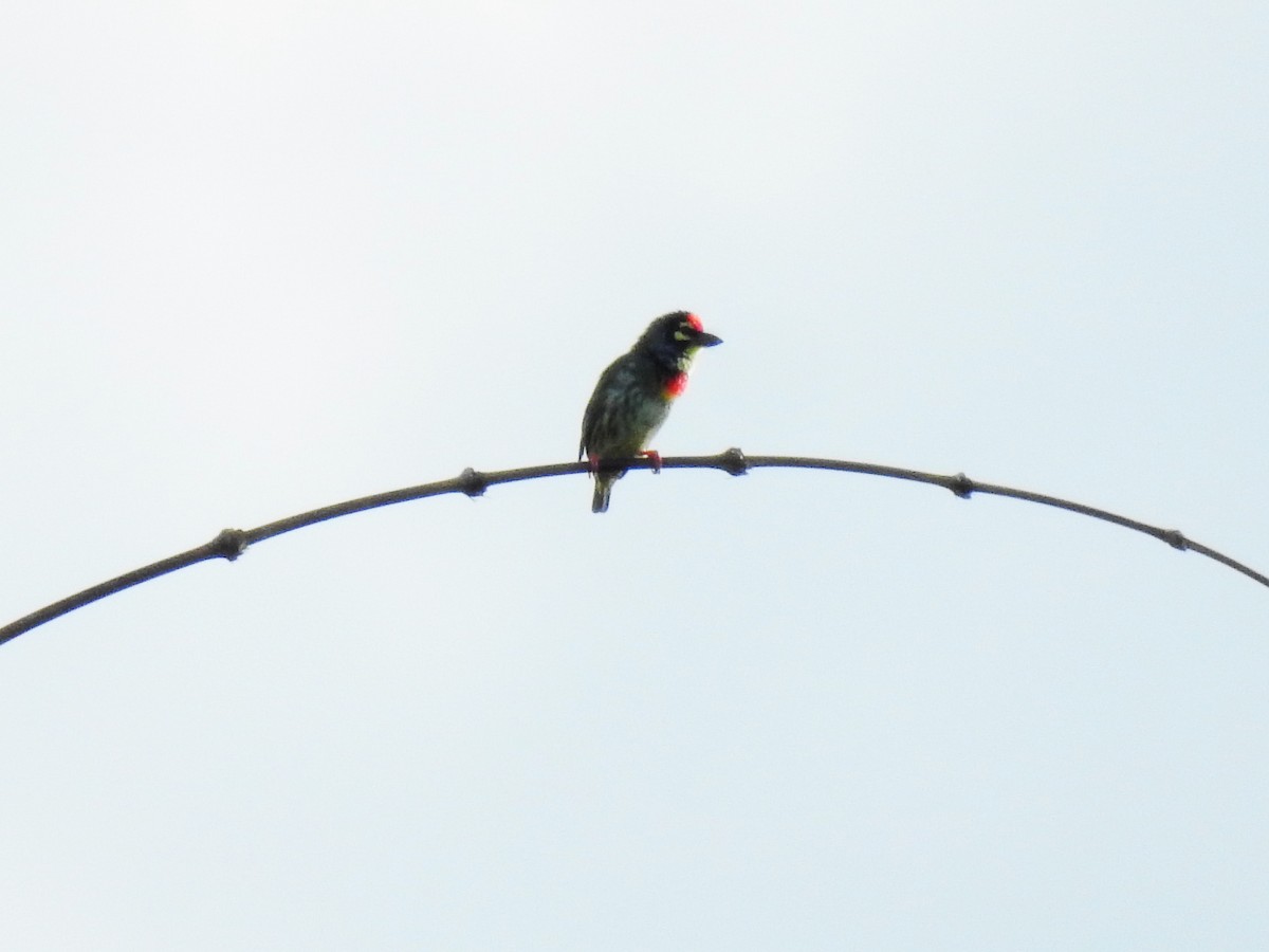 Coppersmith Barbet - ML642895182