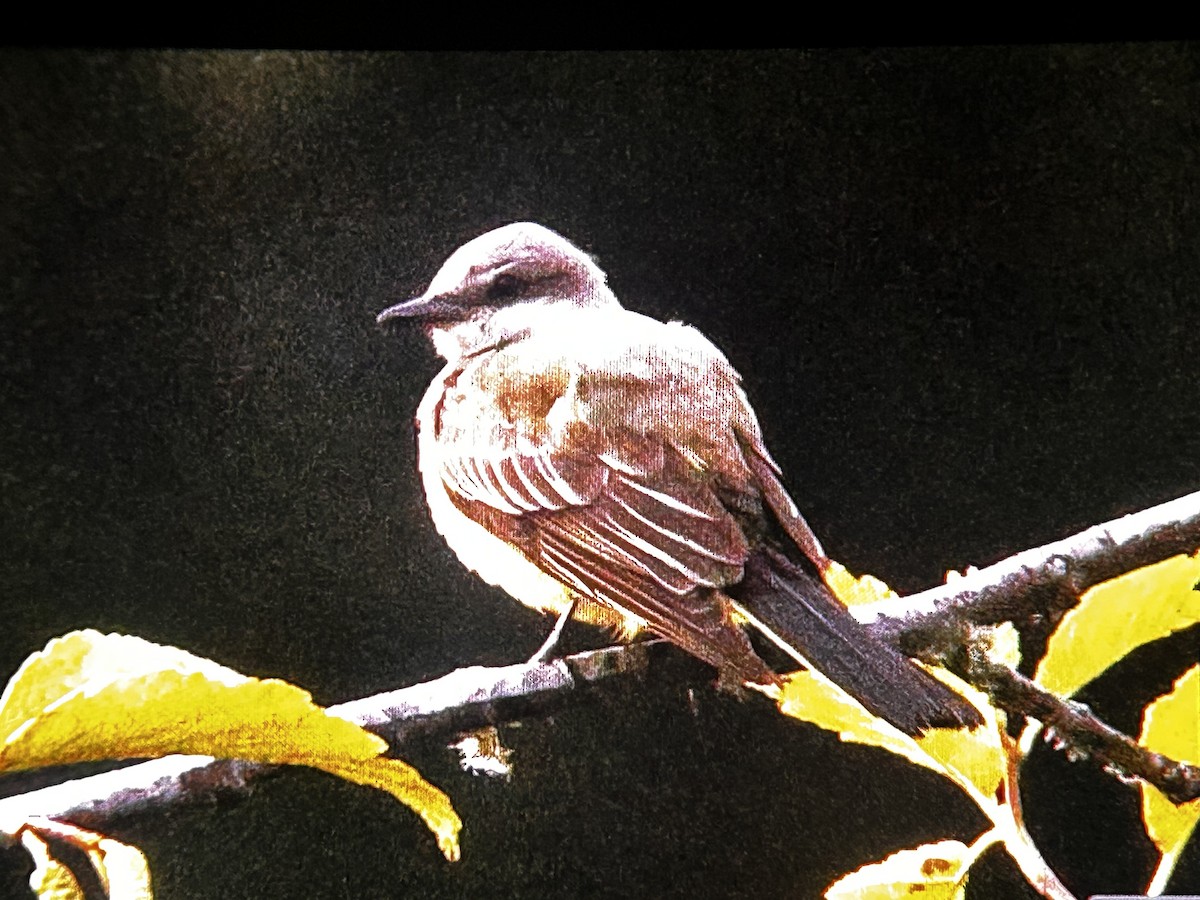 Western Kingbird - ML642895187