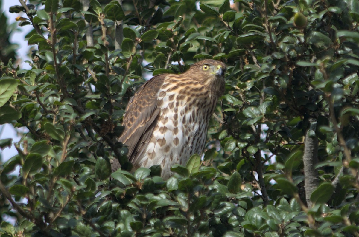 Cooper's Hawk - ML642895188