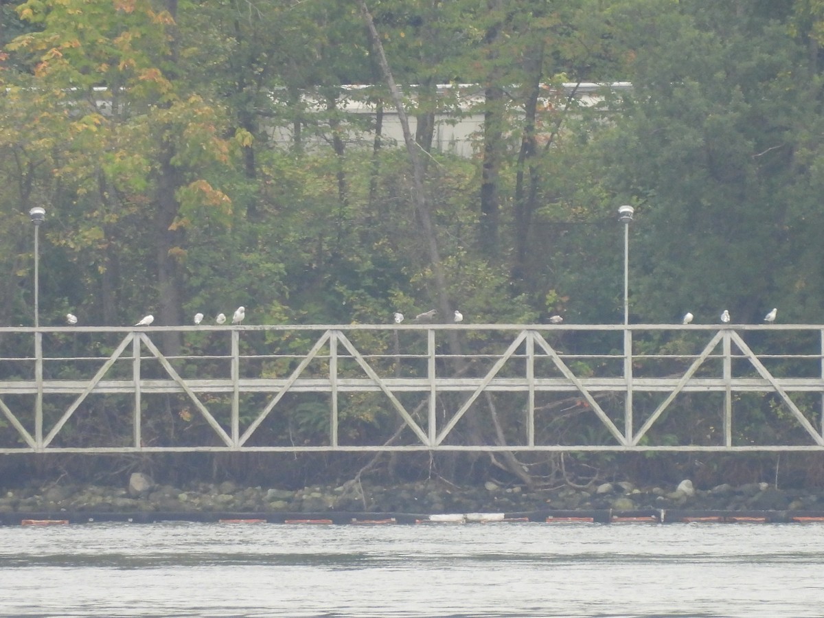Short-billed Gull - ML642895189
