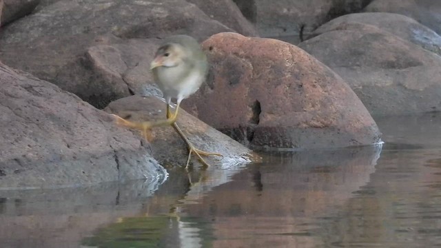Purple Gallinule - ML642895198
