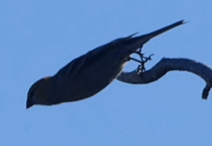 Pine Grosbeak - ML642895205