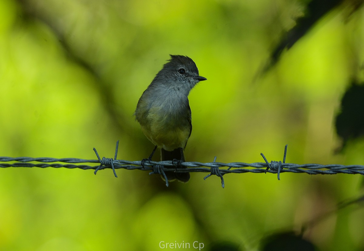 Northern Scrub-Flycatcher - ML642895206