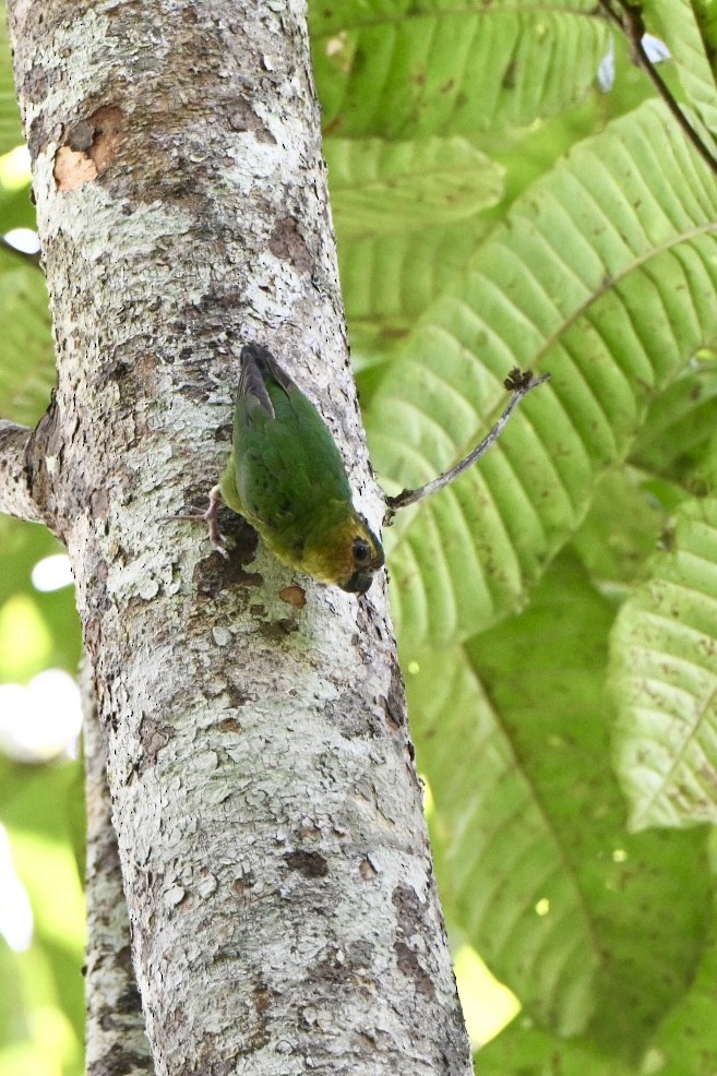 Buff-faced Pygmy-Parrot - ML642895207