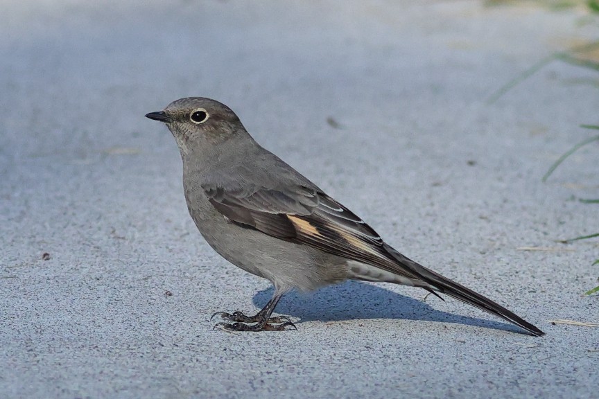 Townsend's Solitaire - ML642895209