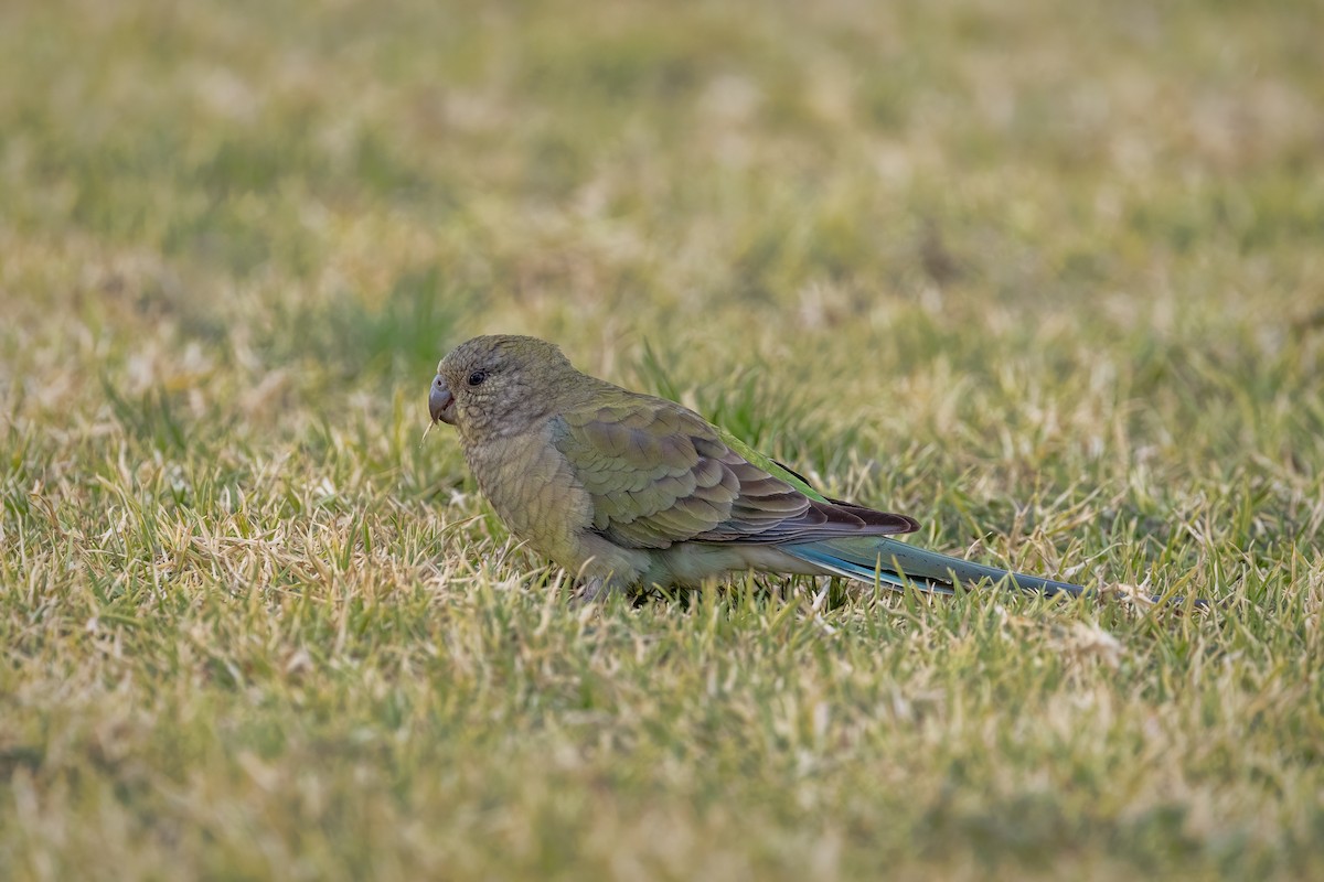 Red-rumped Parrot - ML642895210