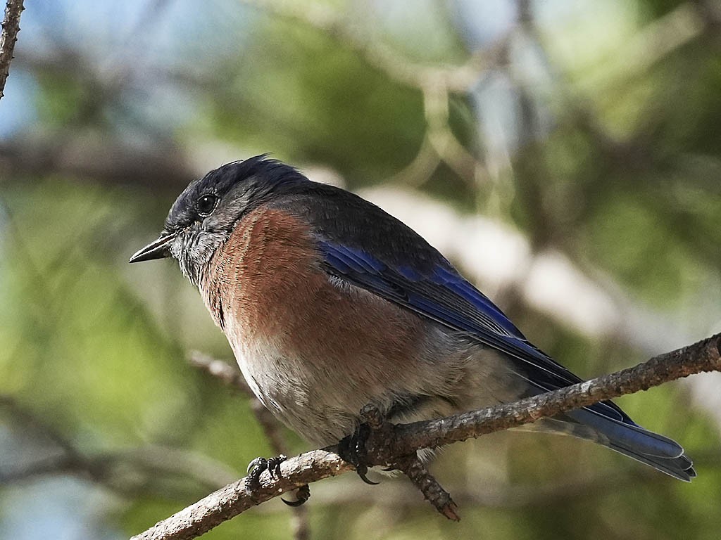 Western Bluebird - ML642895222