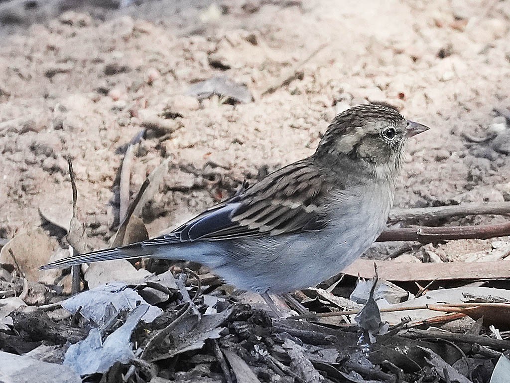 Chipping Sparrow - ML642895224