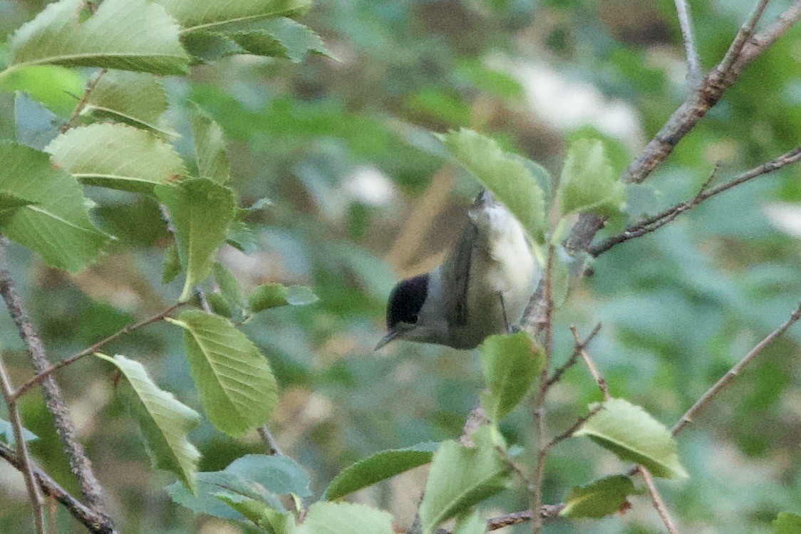 Eurasian Blackcap - ML642895226