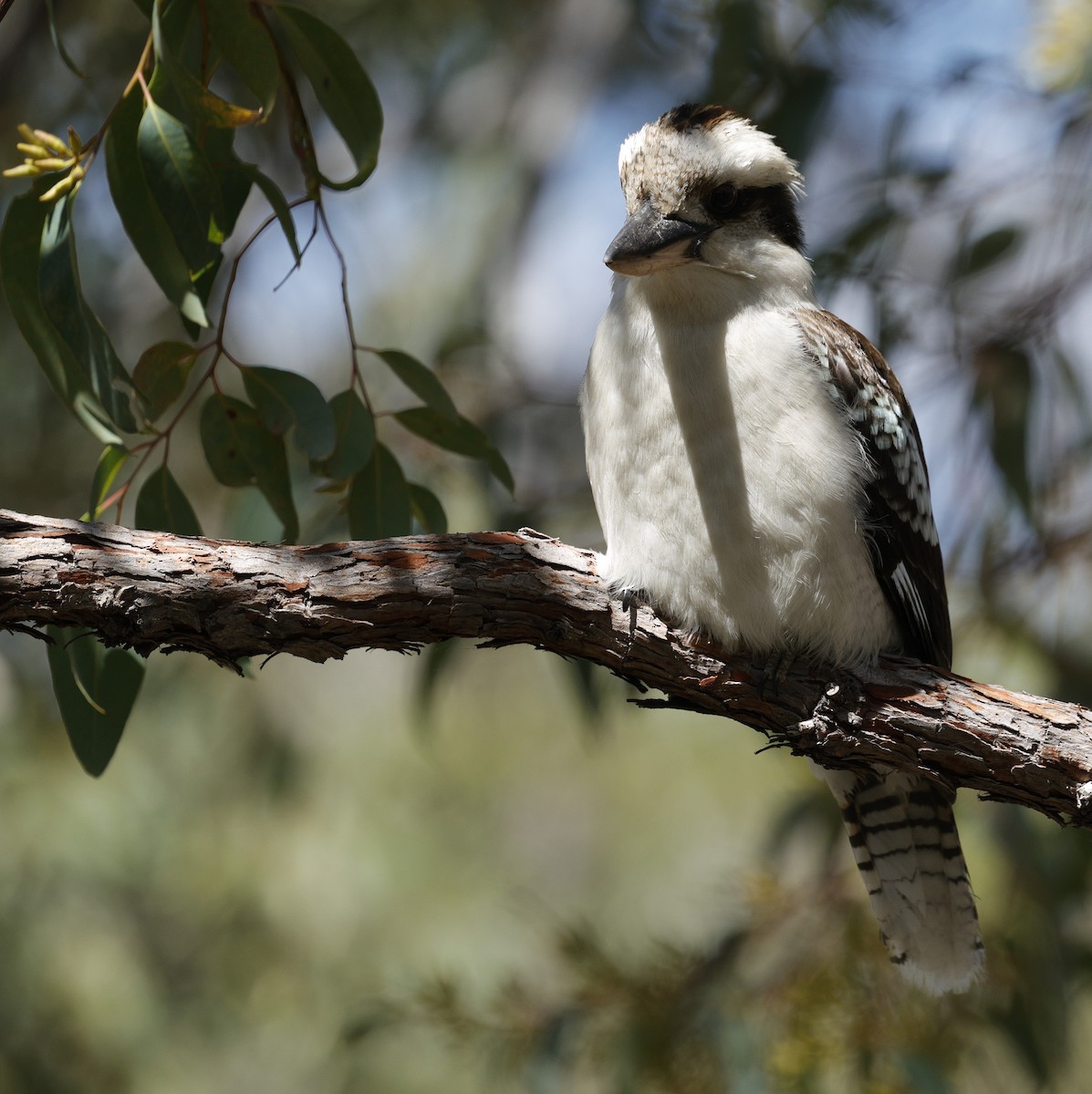 Laughing Kookaburra - ML642895227