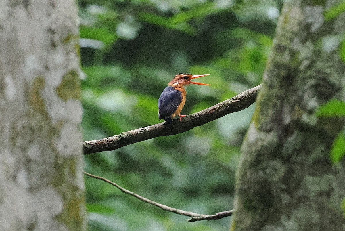 African Pygmy Kingfisher - ML642895228