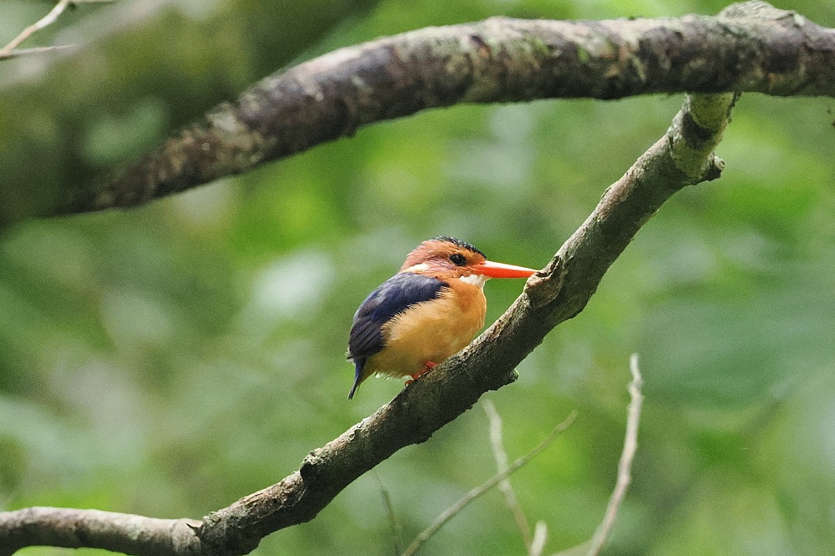 African Pygmy Kingfisher - ML642895229