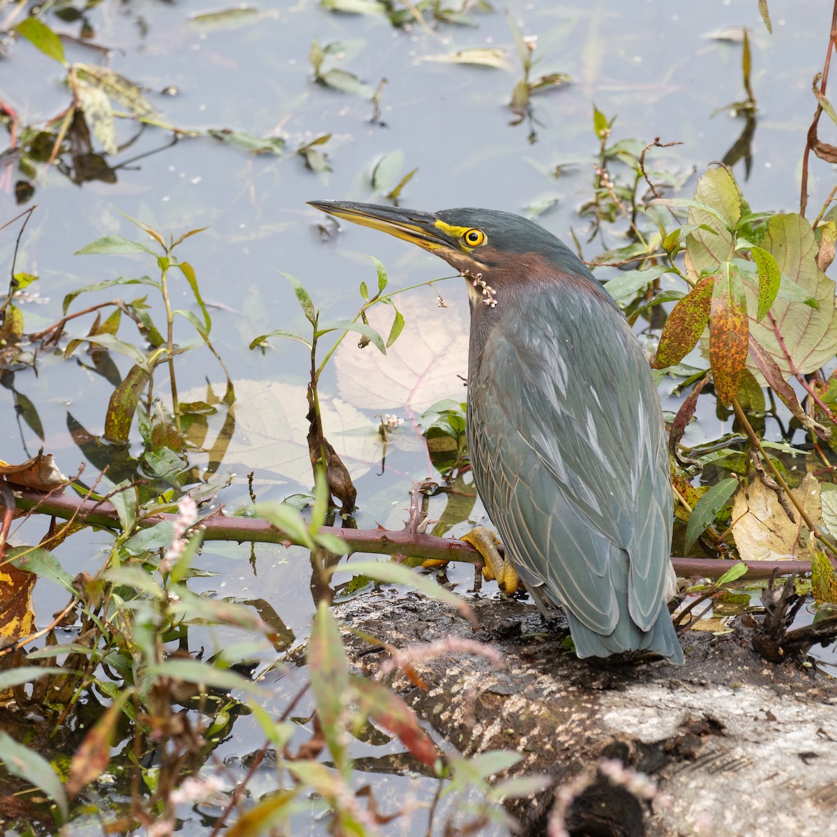 Green Heron - ML642895230