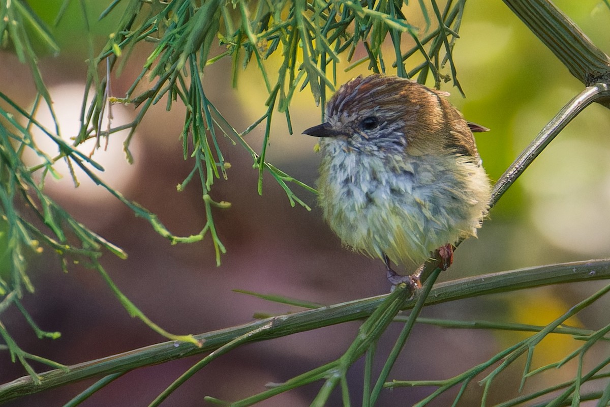 Striated Thornbill - ML642895231