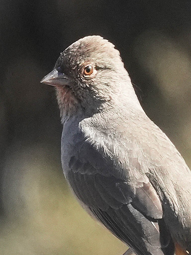 California Towhee - ML642895232