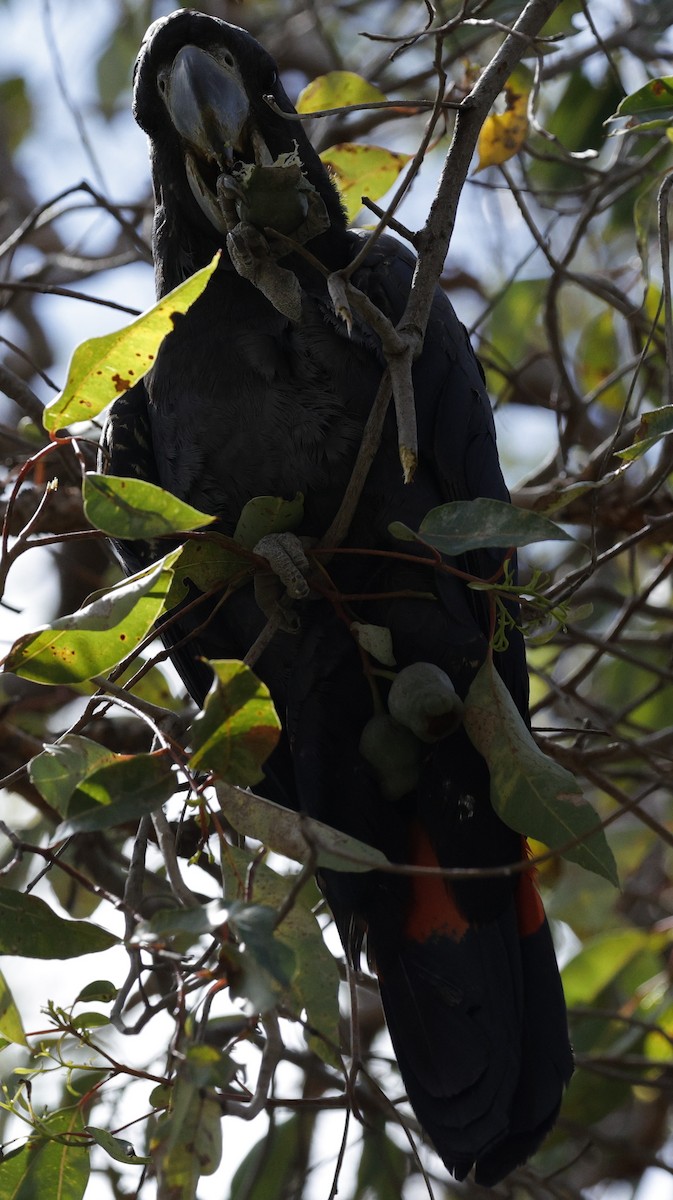Red-tailed Black-Cockatoo - ML642895234