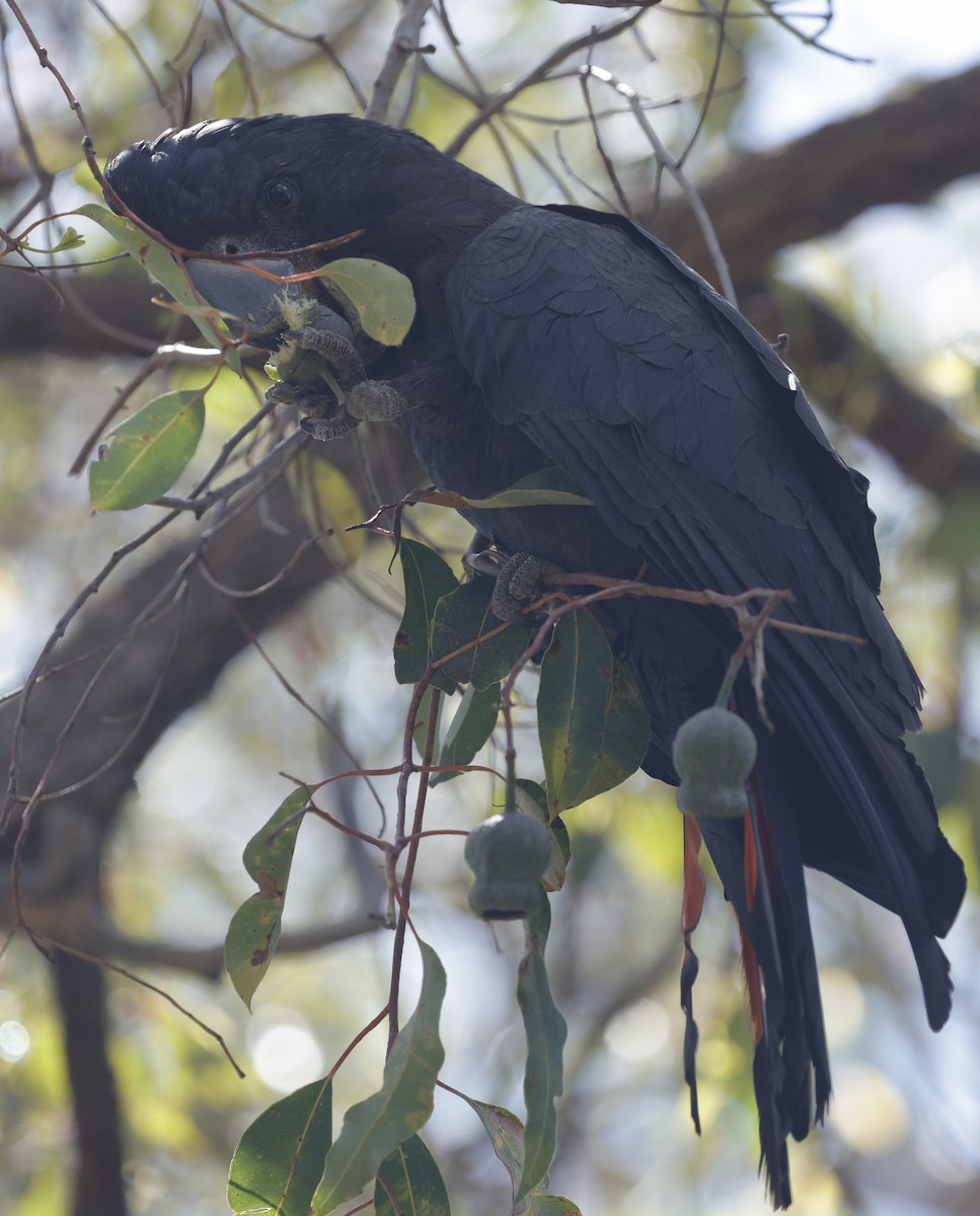 Red-tailed Black-Cockatoo - ML642895235