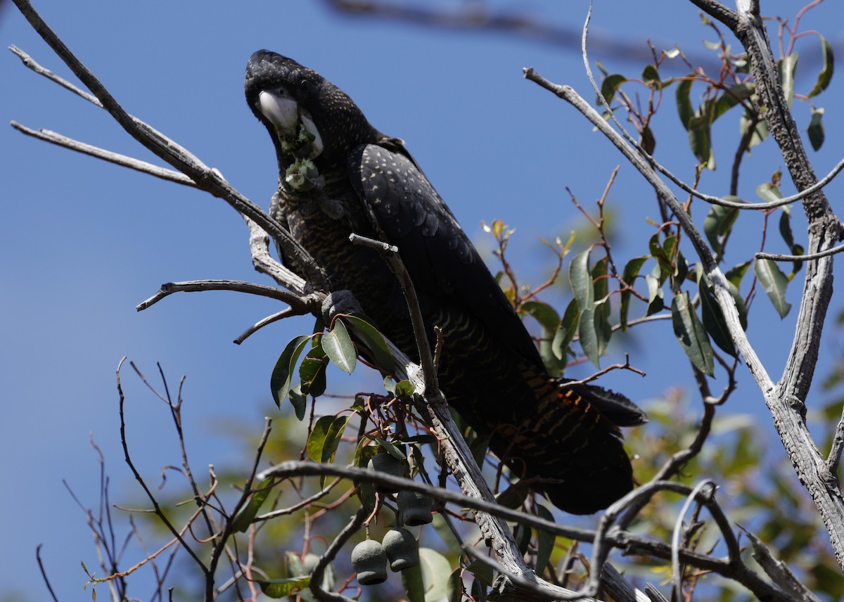 Red-tailed Black-Cockatoo - ML642895236