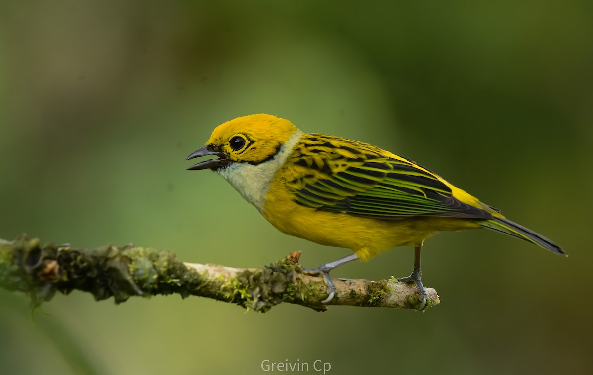 Silver-throated Tanager - ML642895237