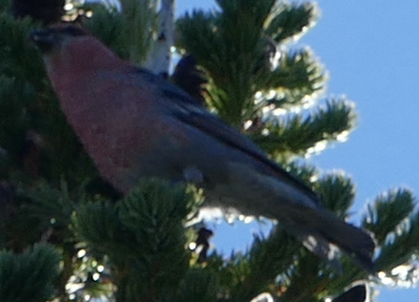 Pine Grosbeak - ML642895238