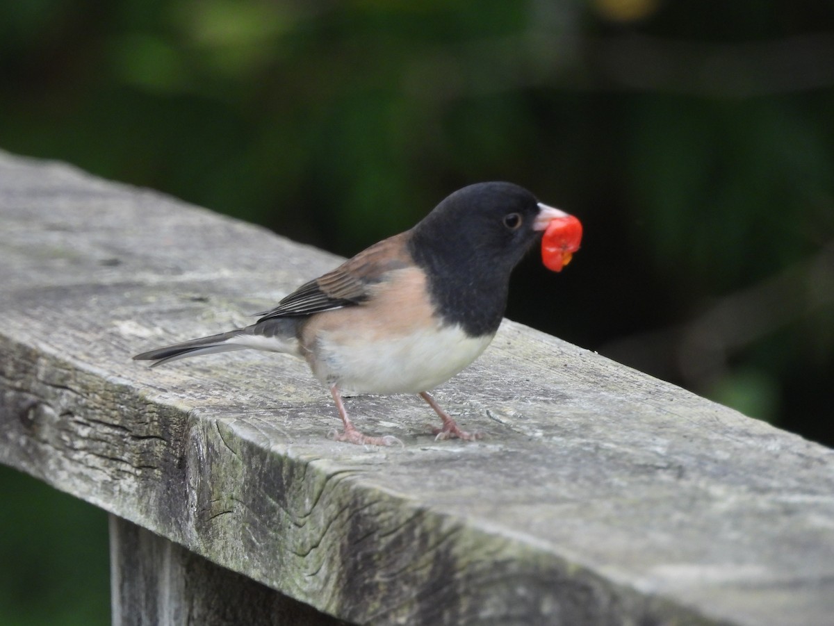 Dark-eyed Junco - ML642895239