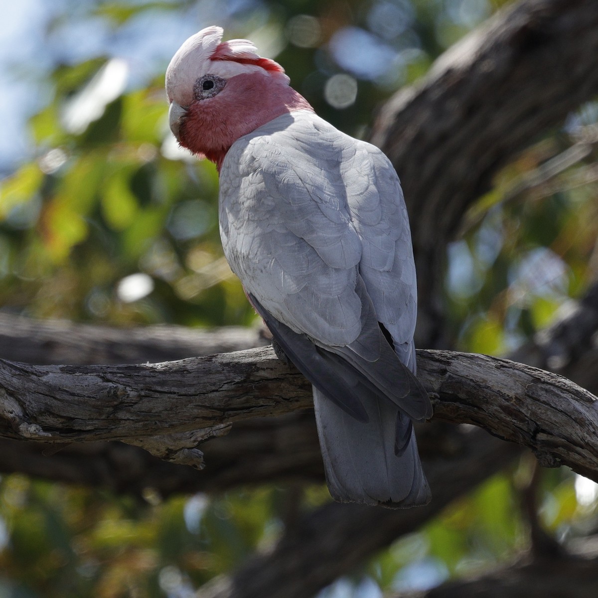Galah - ML642895240