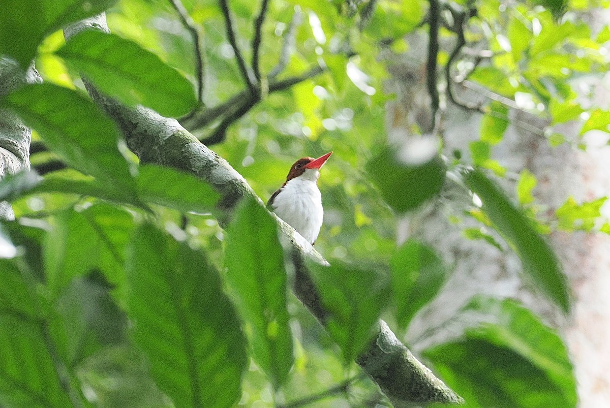 Chocolate-backed Kingfisher - ML642895241