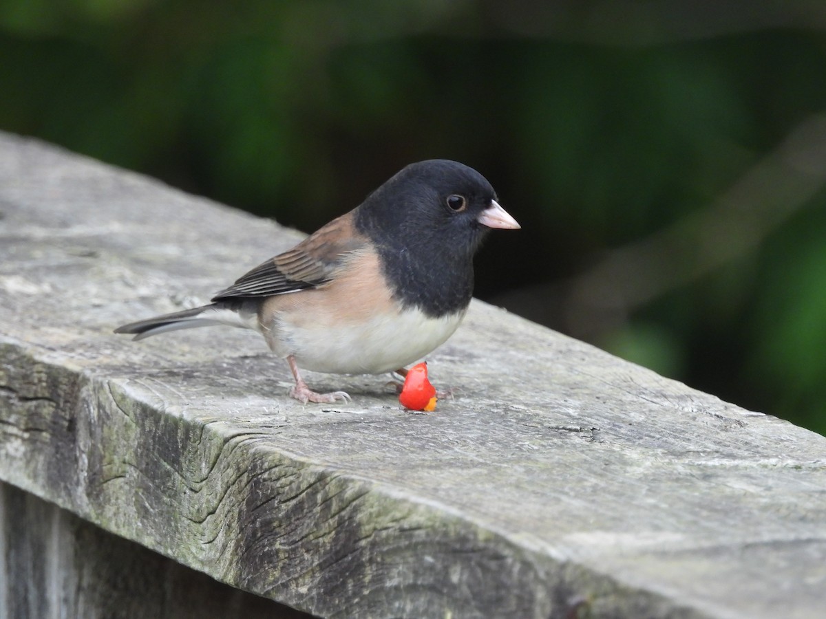 Dark-eyed Junco - ML642895242