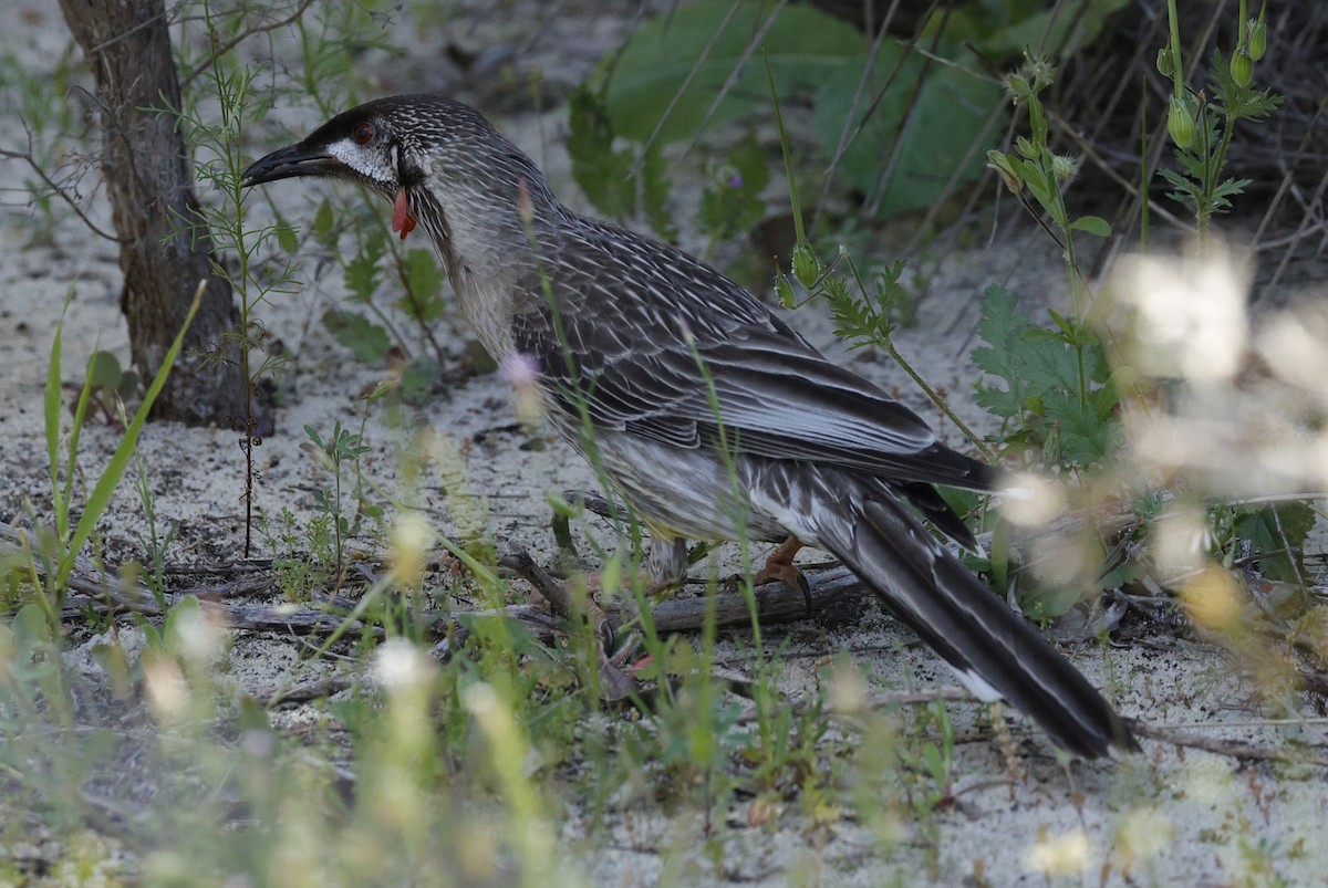 Red Wattlebird - ML642895243