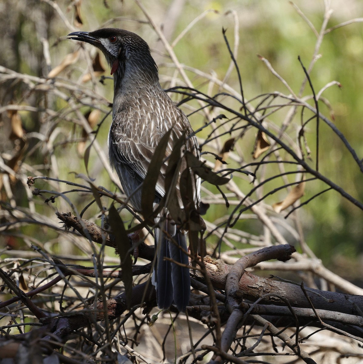 Red Wattlebird - ML642895244