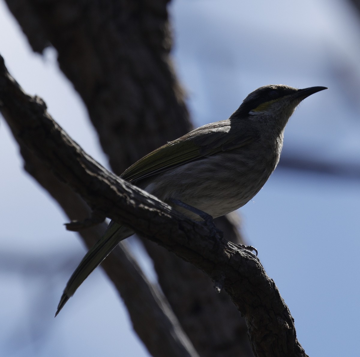 Singing Honeyeater - ML642895245