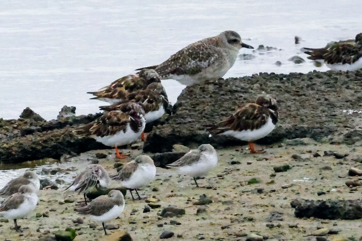 Ruddy Turnstone - ML642895246