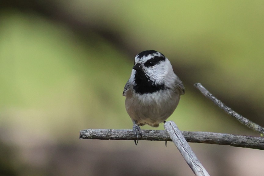 Mountain Chickadee - ML642895247