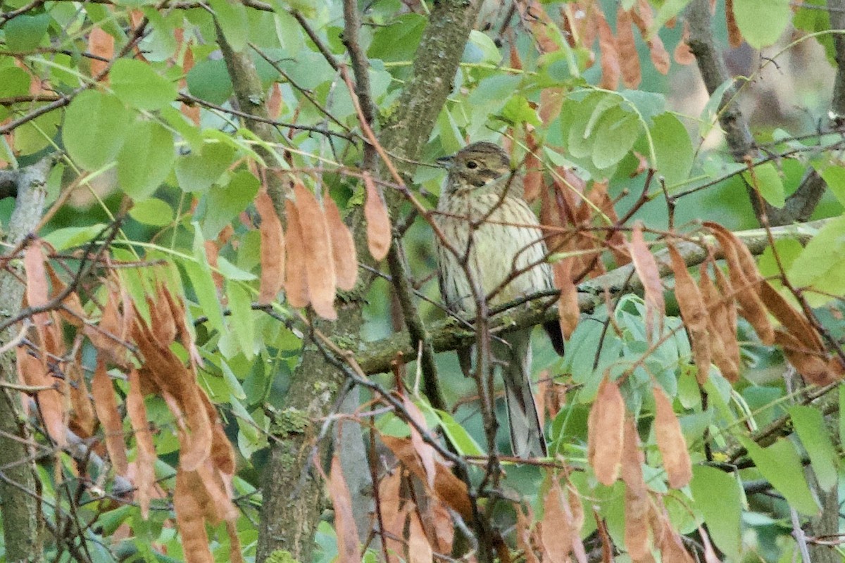 Cirl Bunting - ML642895250