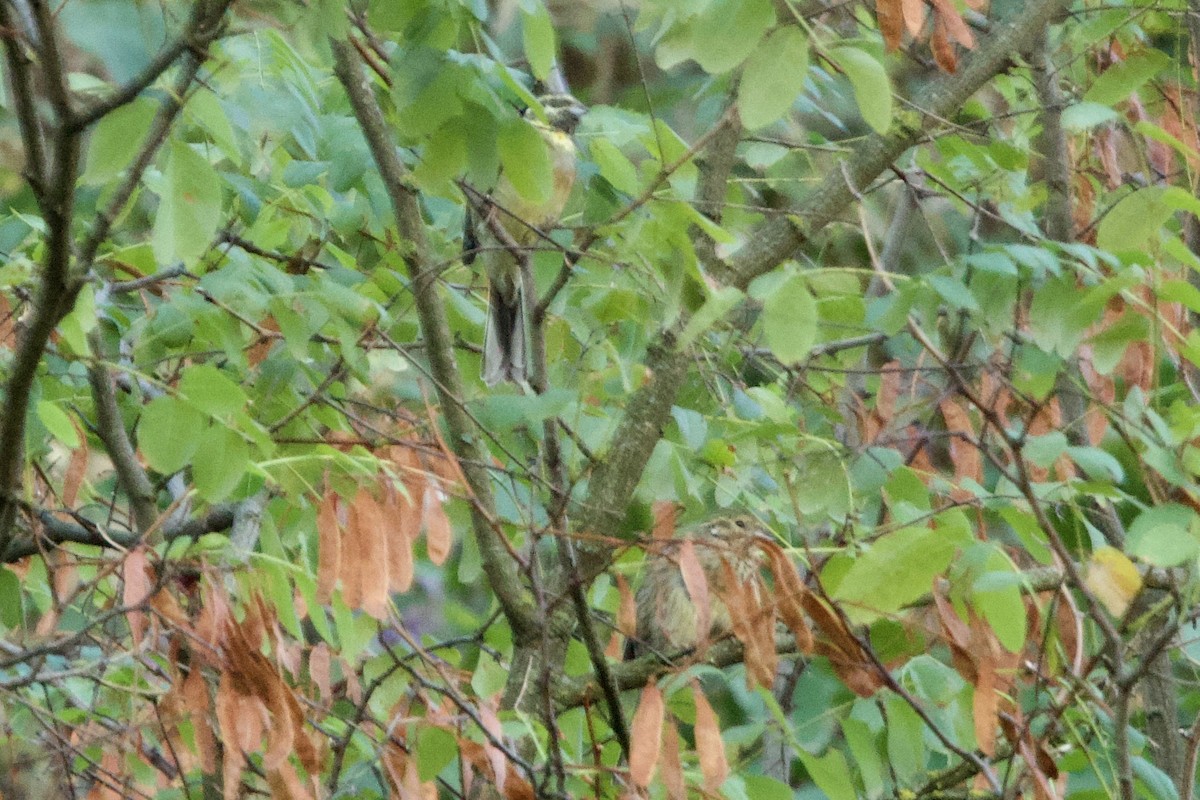 Cirl Bunting - ML642895251