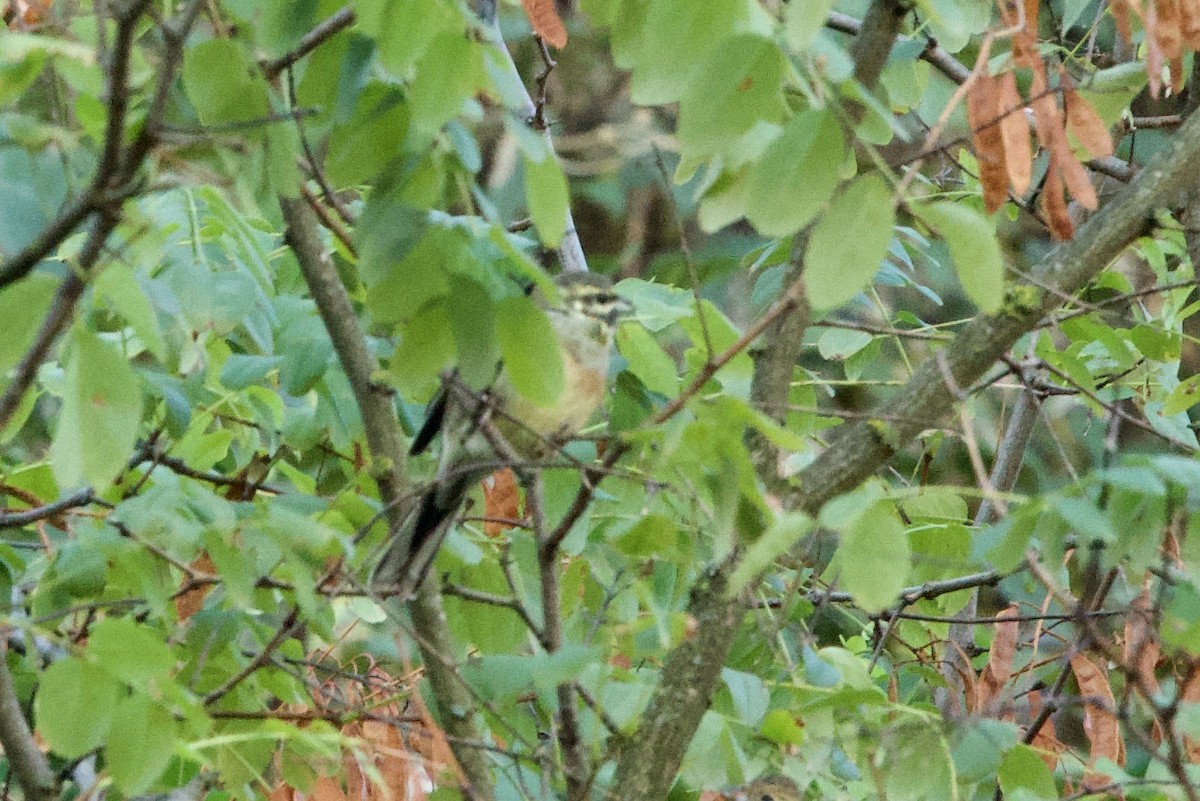 Cirl Bunting - ML642895252