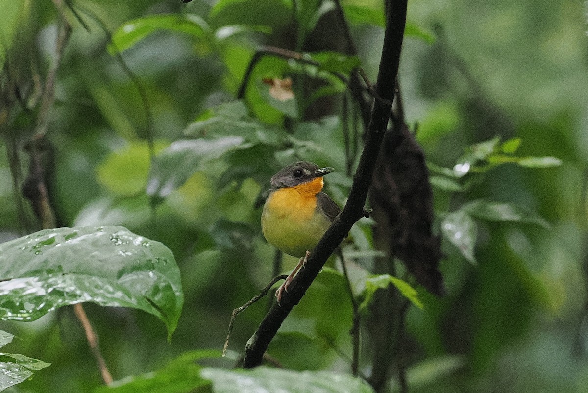 Yellow-breasted Forest Robin - ML642895254