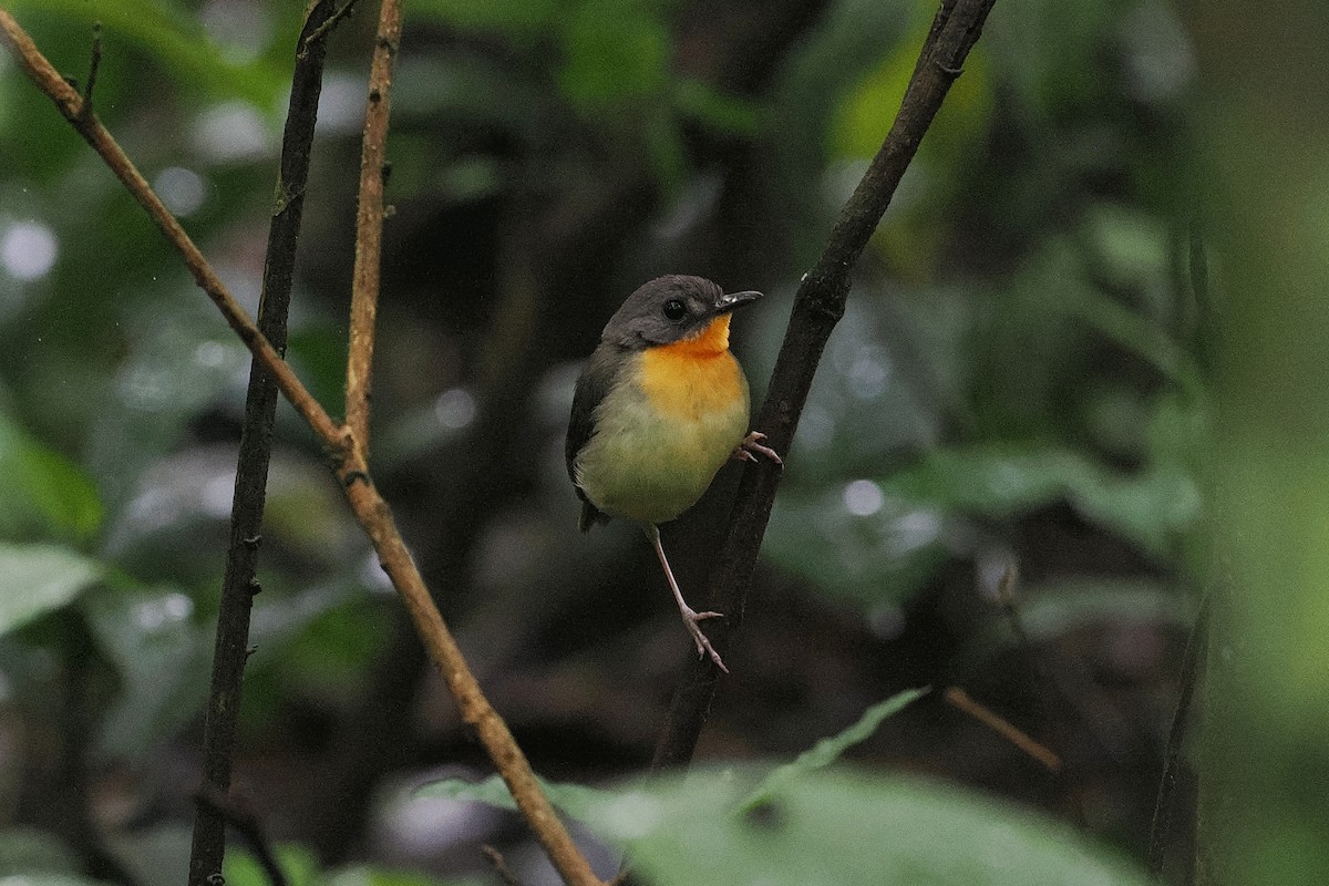 Yellow-breasted Forest Robin - ML642895255