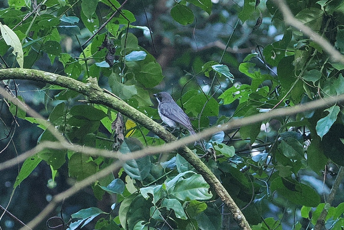 African Forest-Flycatcher - ML642895257