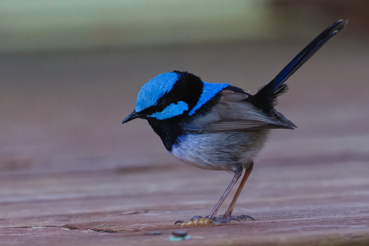 Superb Fairywren - ML642895258