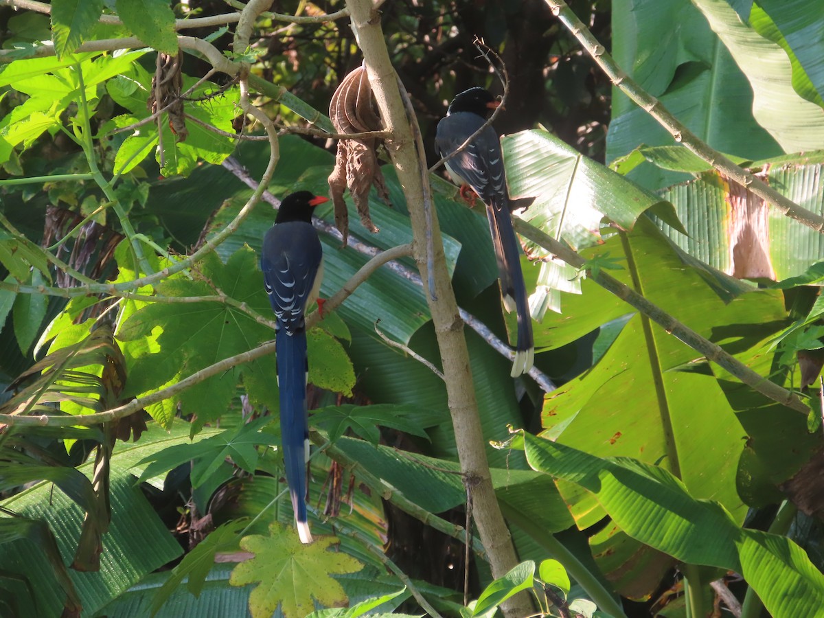 Red-billed Blue-Magpie - ML642895260